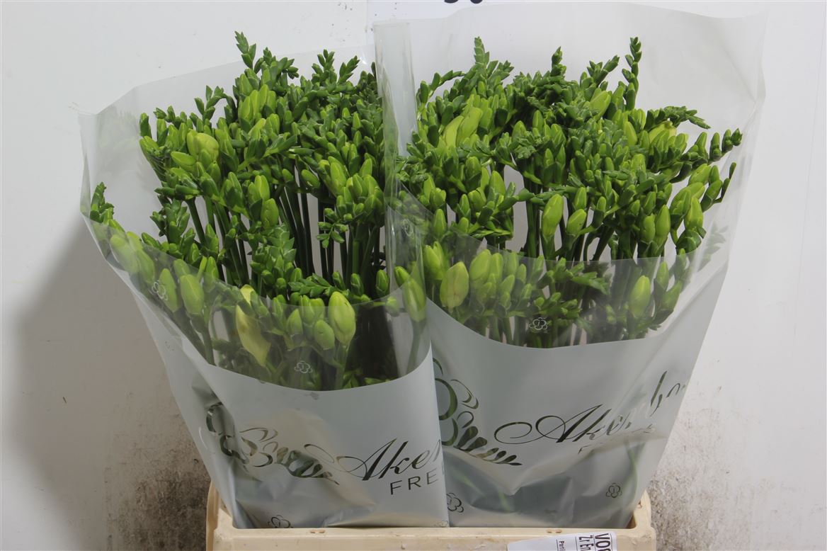 Freesia White Wholesalers Choice