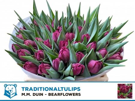 Tulip Du Alison Bradley