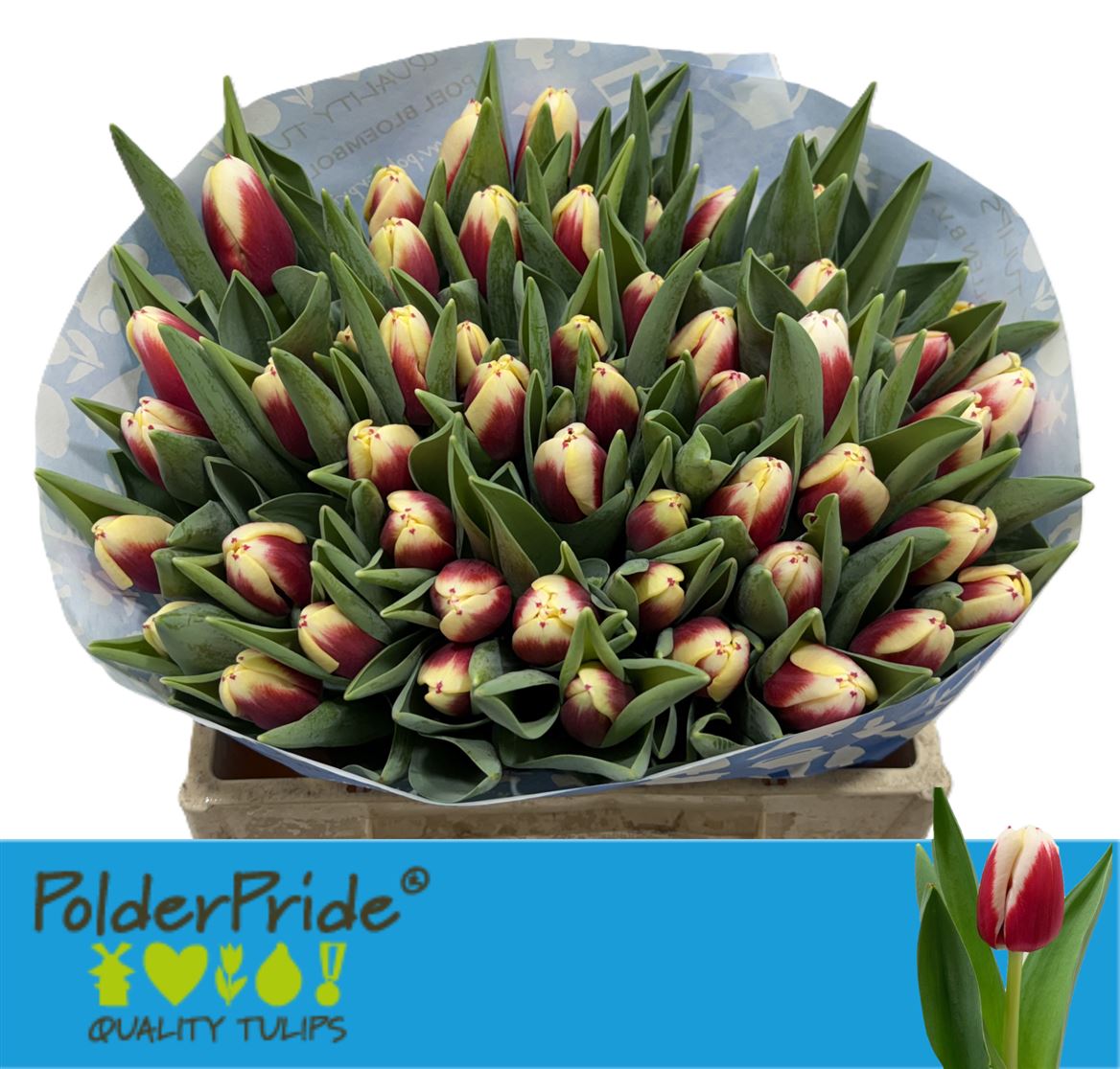 Tulip En Hema New