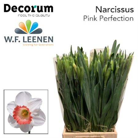 Daffodil Pink Perfection