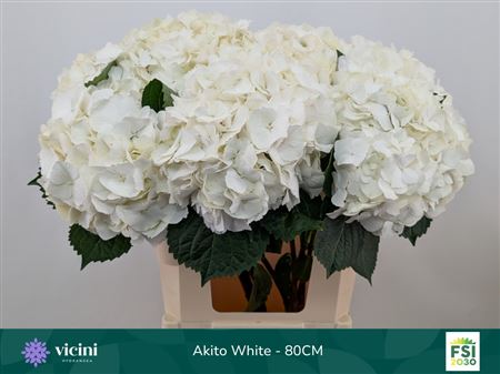 Hydrangea Macrophylla My Beautiful Akito