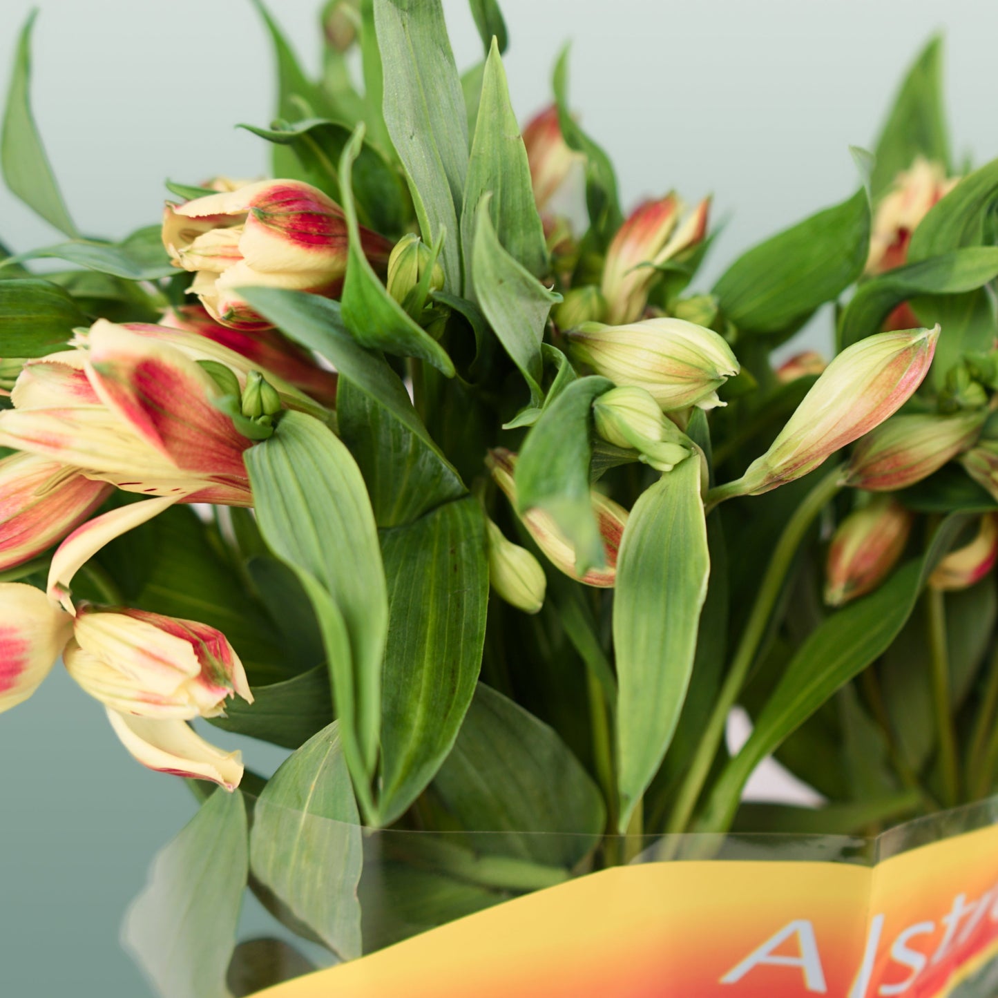 Alstroemeria Bali