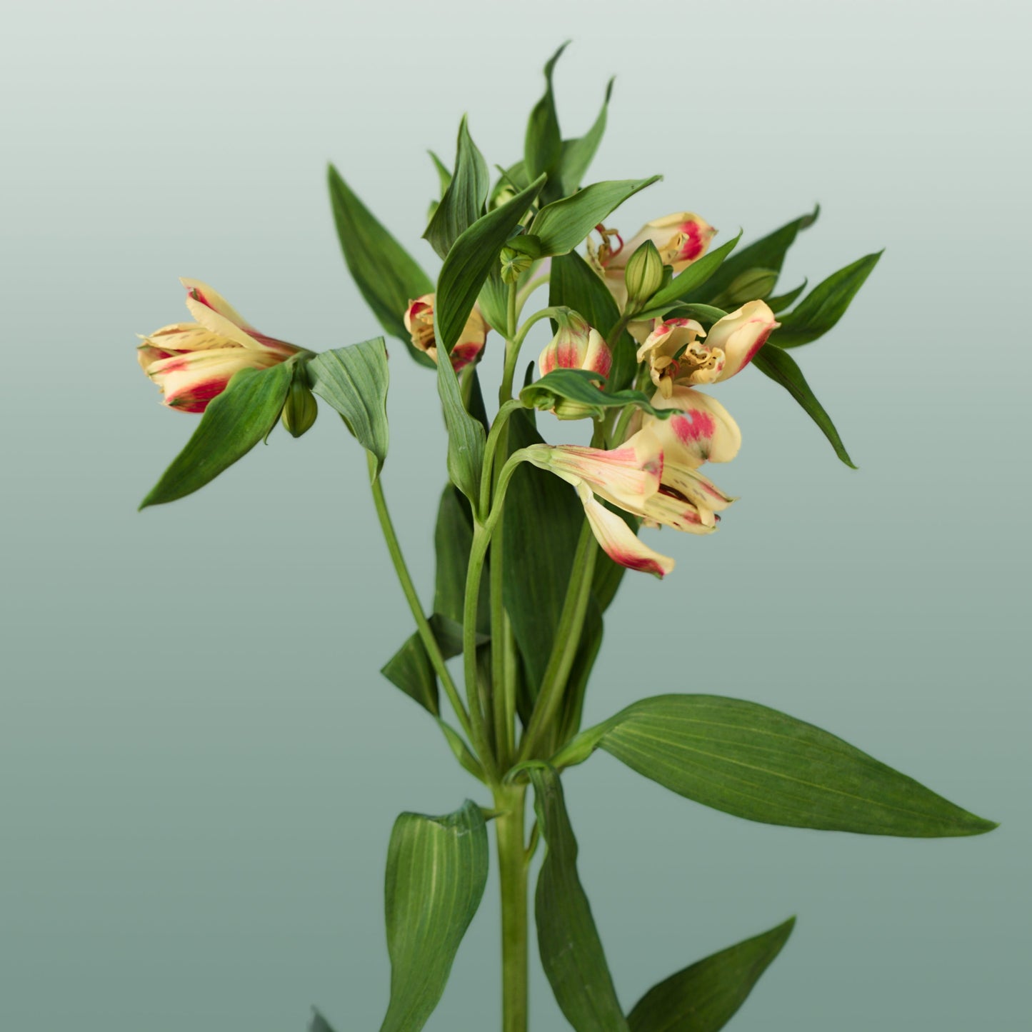 Alstroemeria Bali