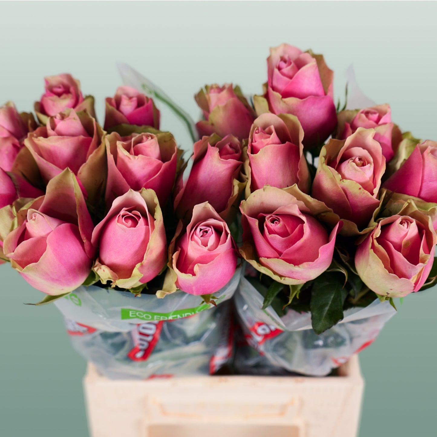 Rose - Rosa - Belle Rose