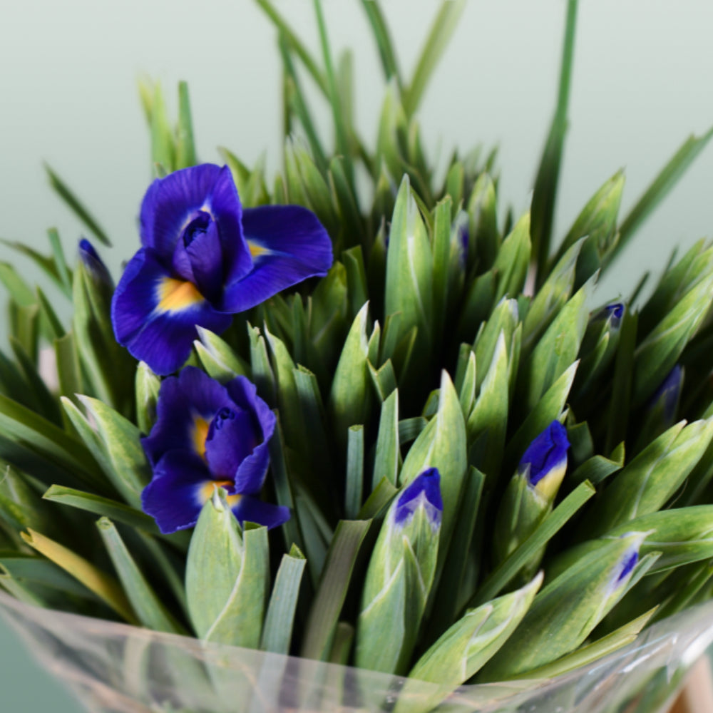 Blue Magic Iris – 66cm Stems