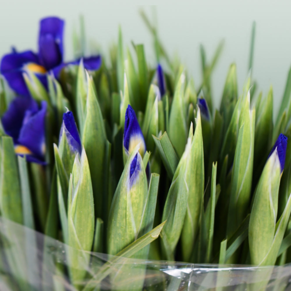 Blue Magic Iris – 66cm Stems