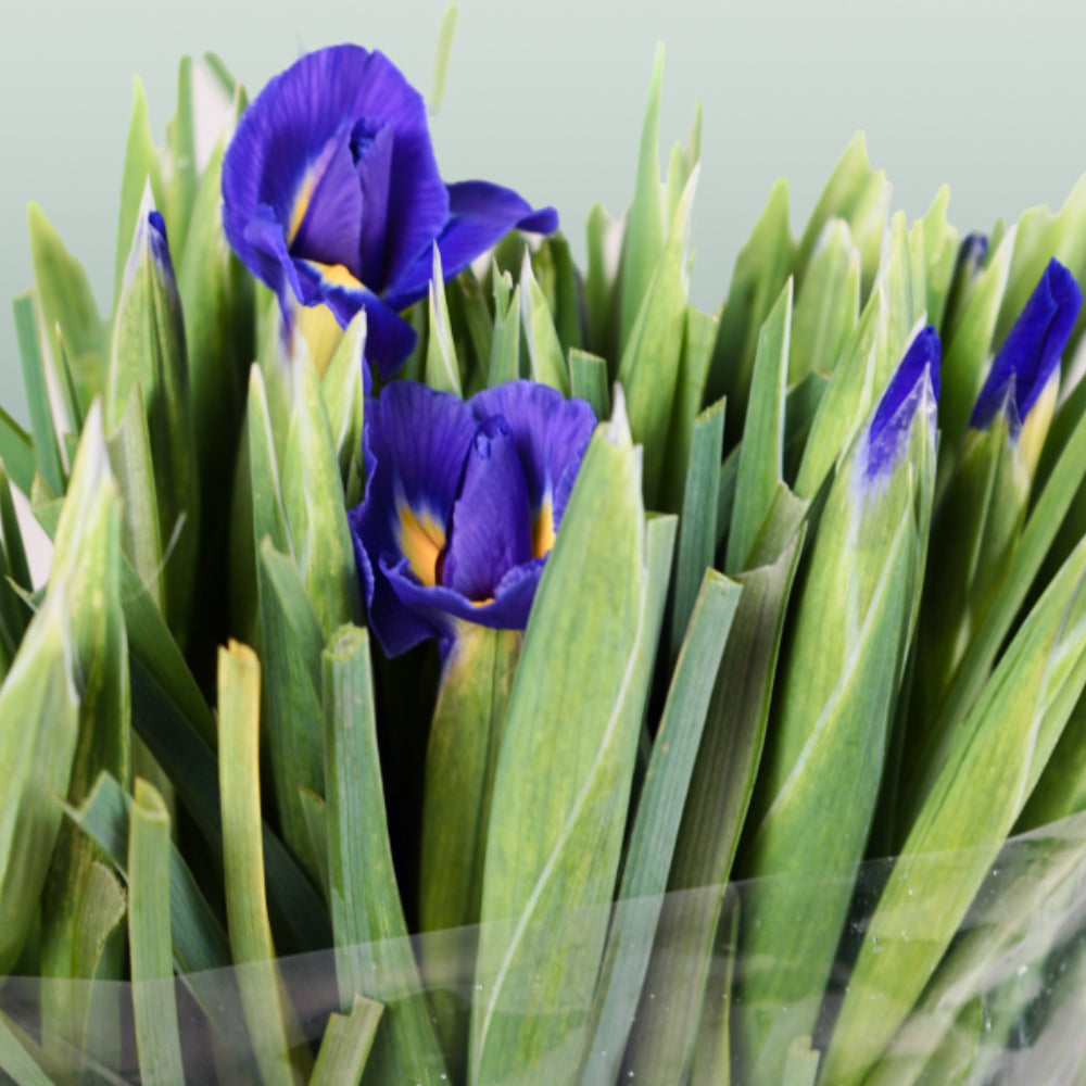 Blue Magic Iris – 66cm Stems