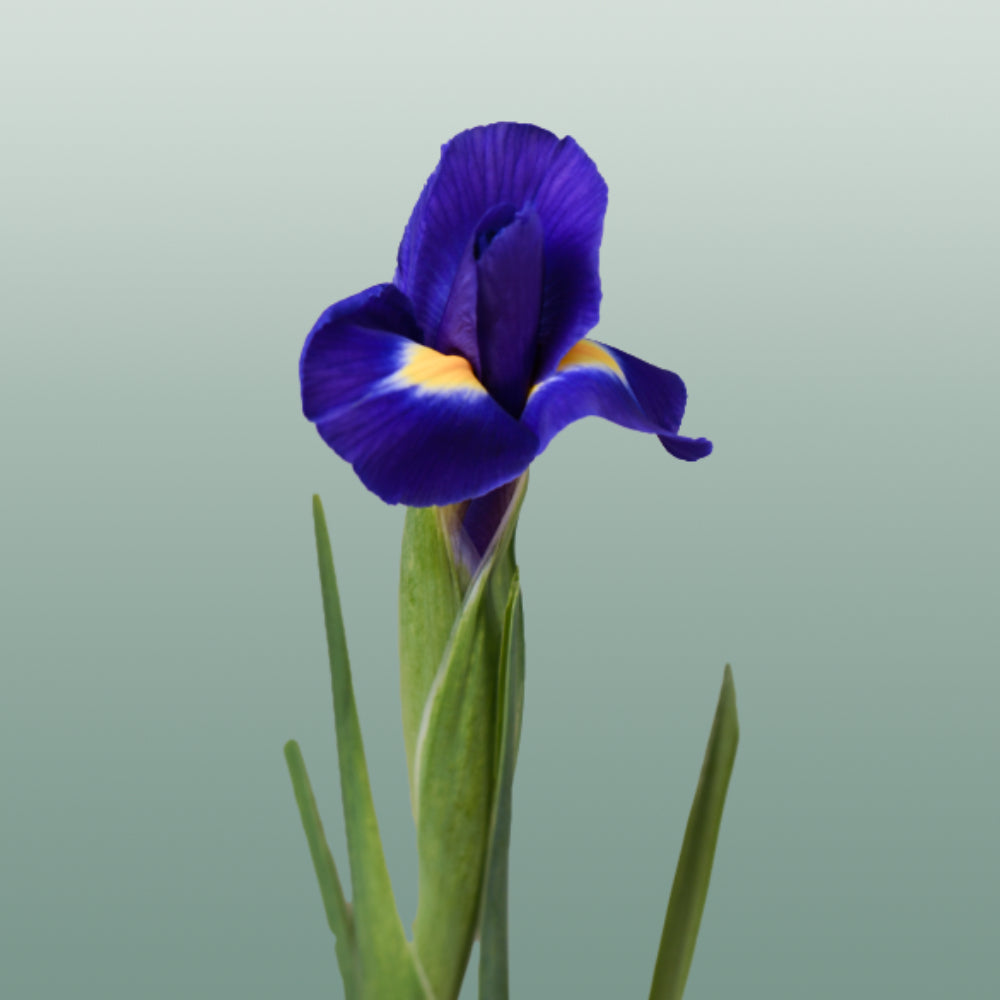 Blue Magic Iris – 66cm Stems