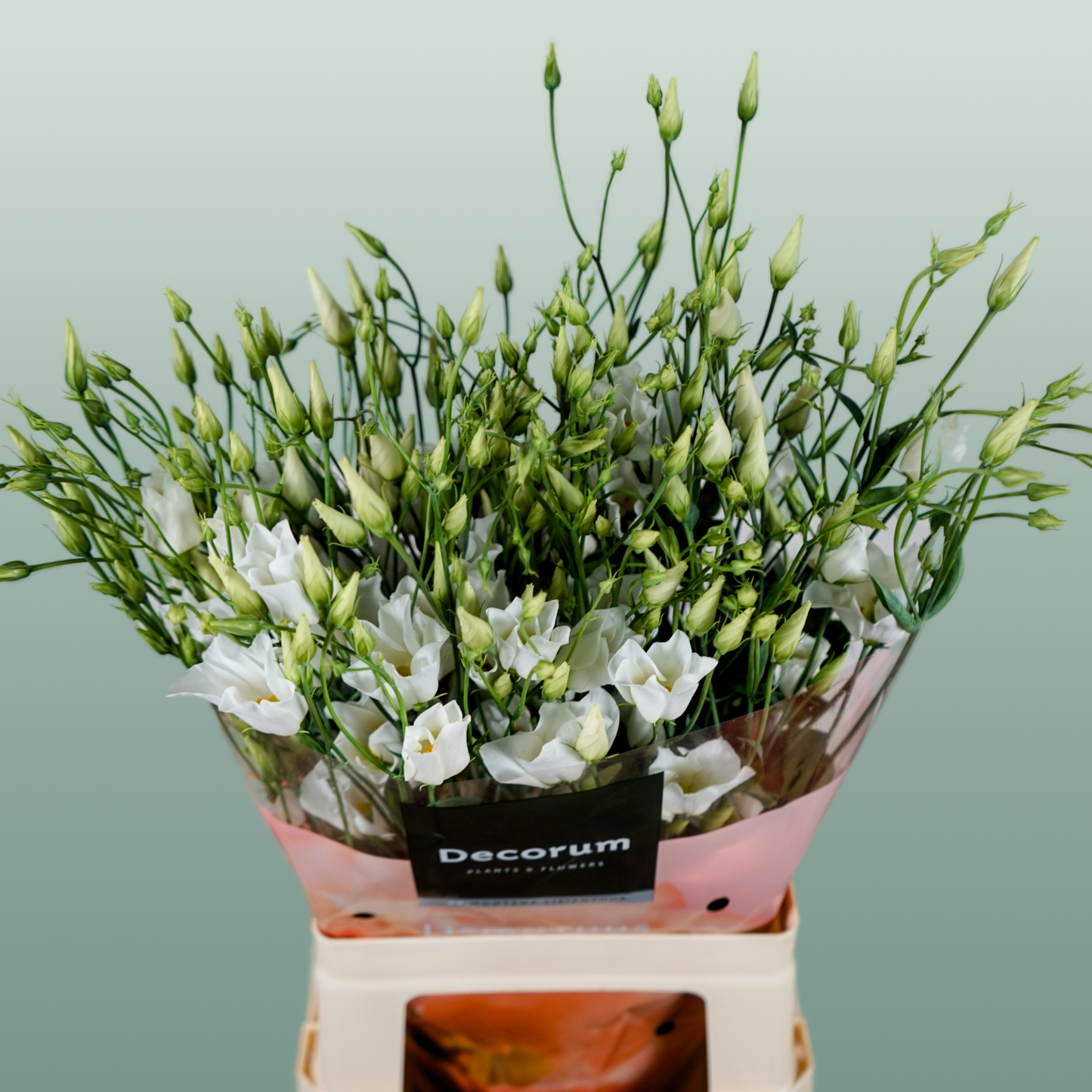 Lisianthus Botanic White