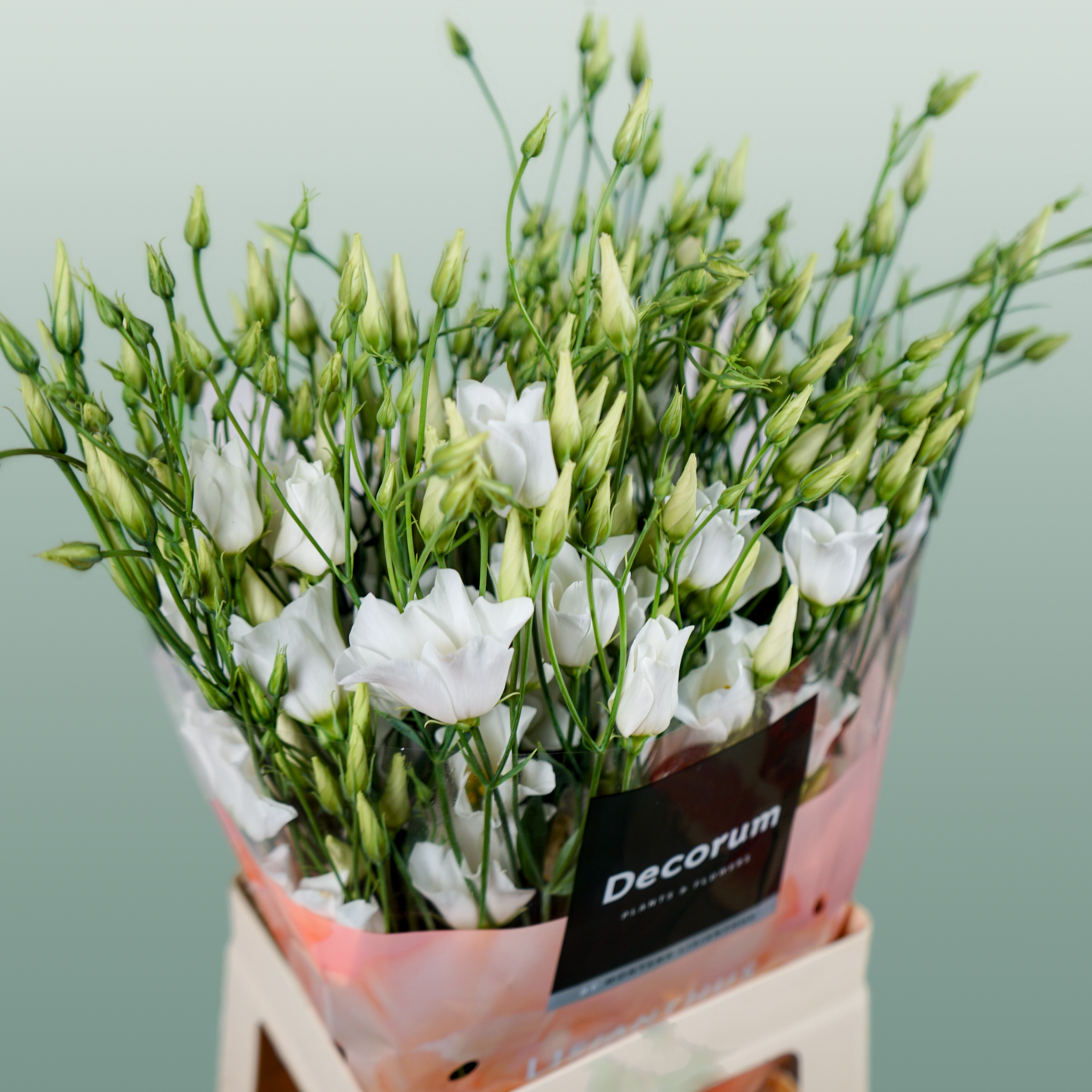 Lisianthus Botanic White
