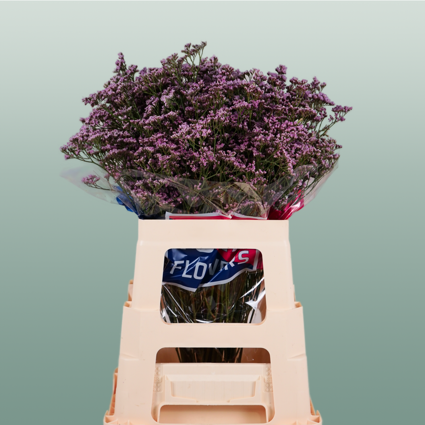 Pink Limonium Cut Flowers – 70cm Stems