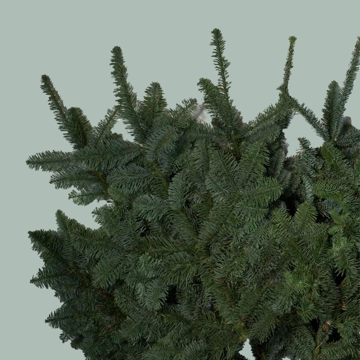 Nordmann Blue Spruce 5kg