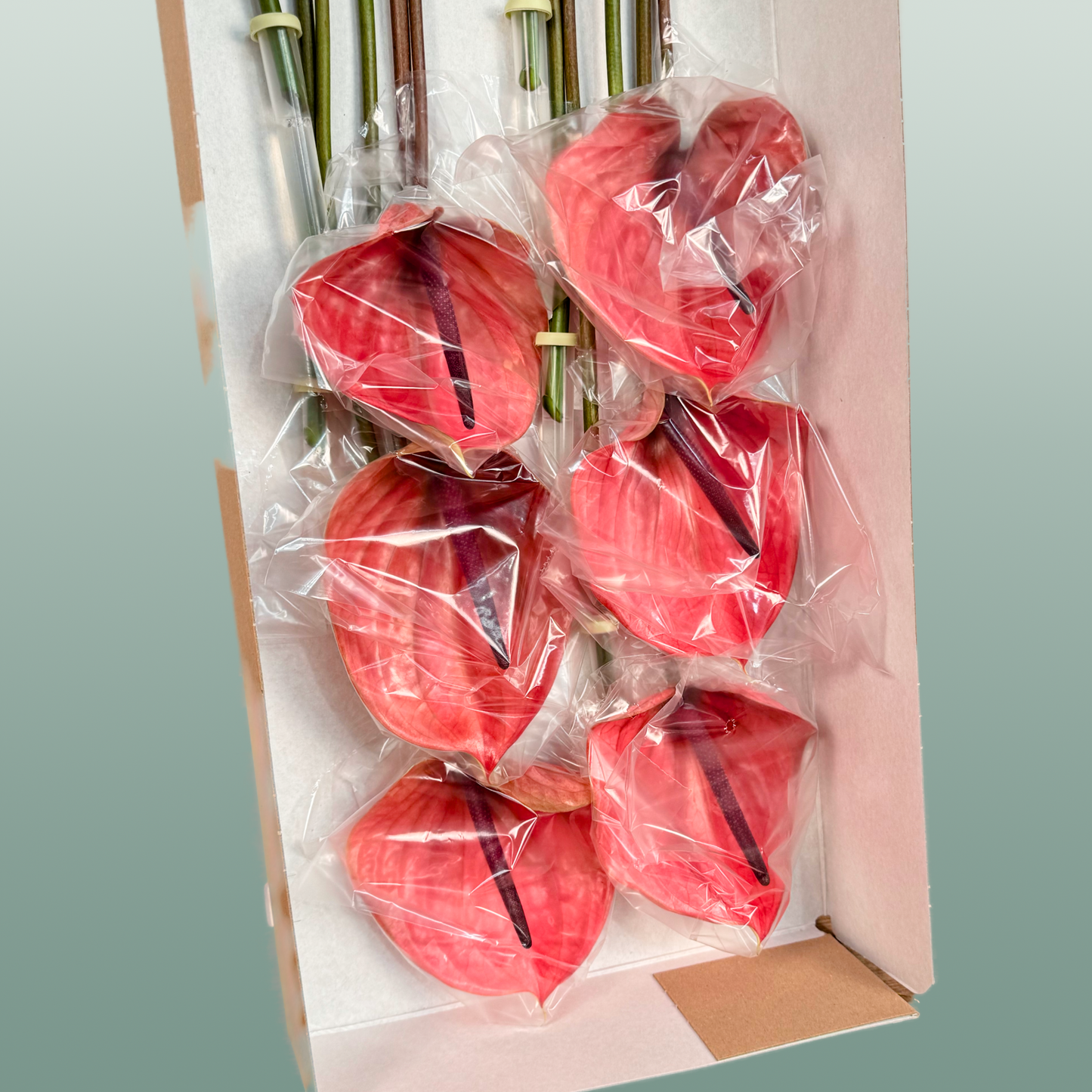 Red Anthurium Anthiqdo – 40cm Stems