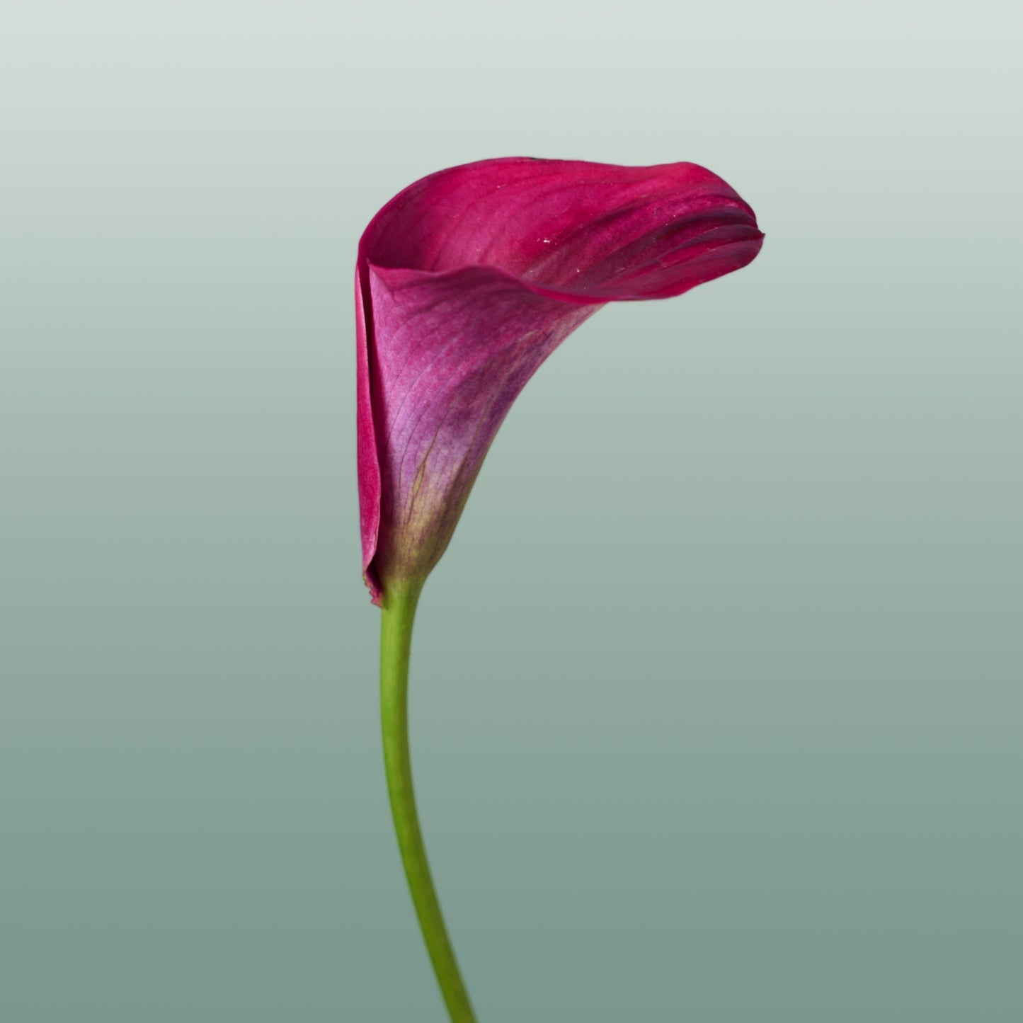 Calla Lily - Zantedeschia - Captain Promise
