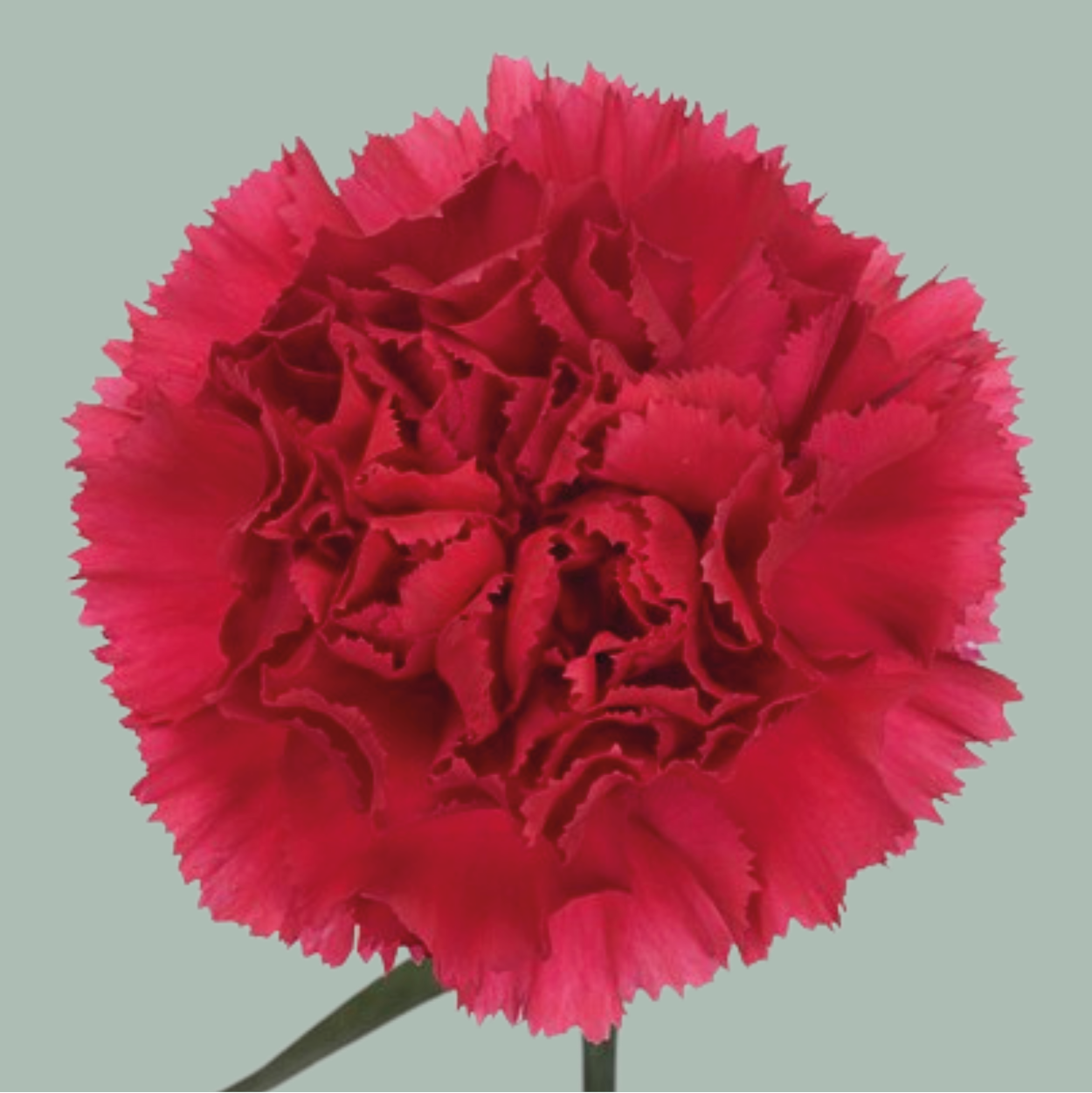 Carnation Standard Jobin (20 Stems)
