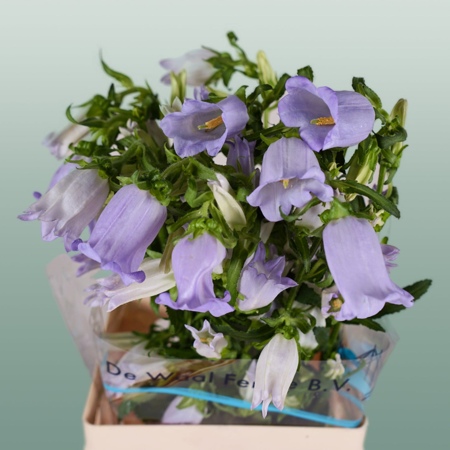 Bellflower Champion Lilac (10 Stems)