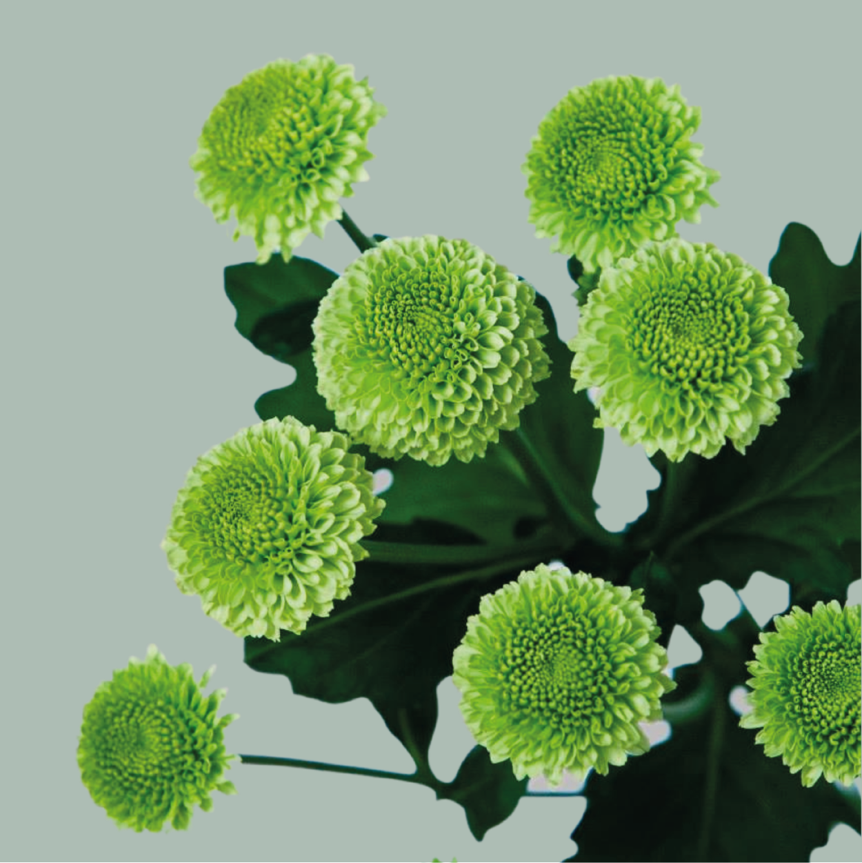 Spray Chrysanthemum - Chrysanthemum (Indicum Grp) - Spray