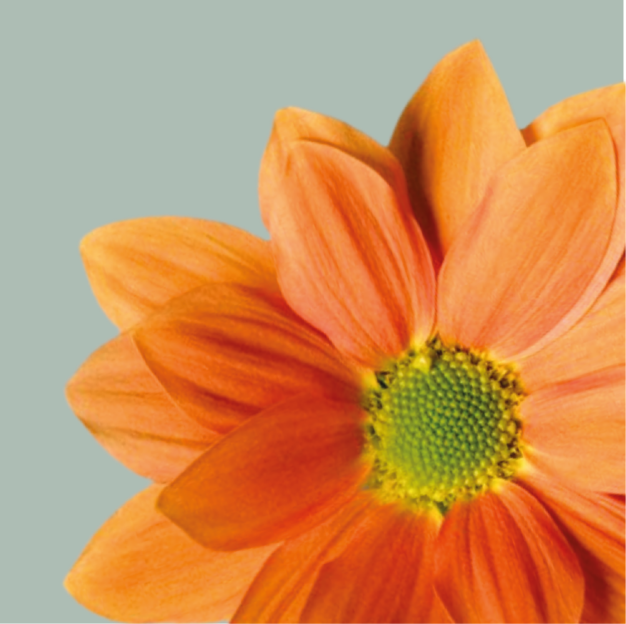 Chrysanthemum Spray Grand Orange