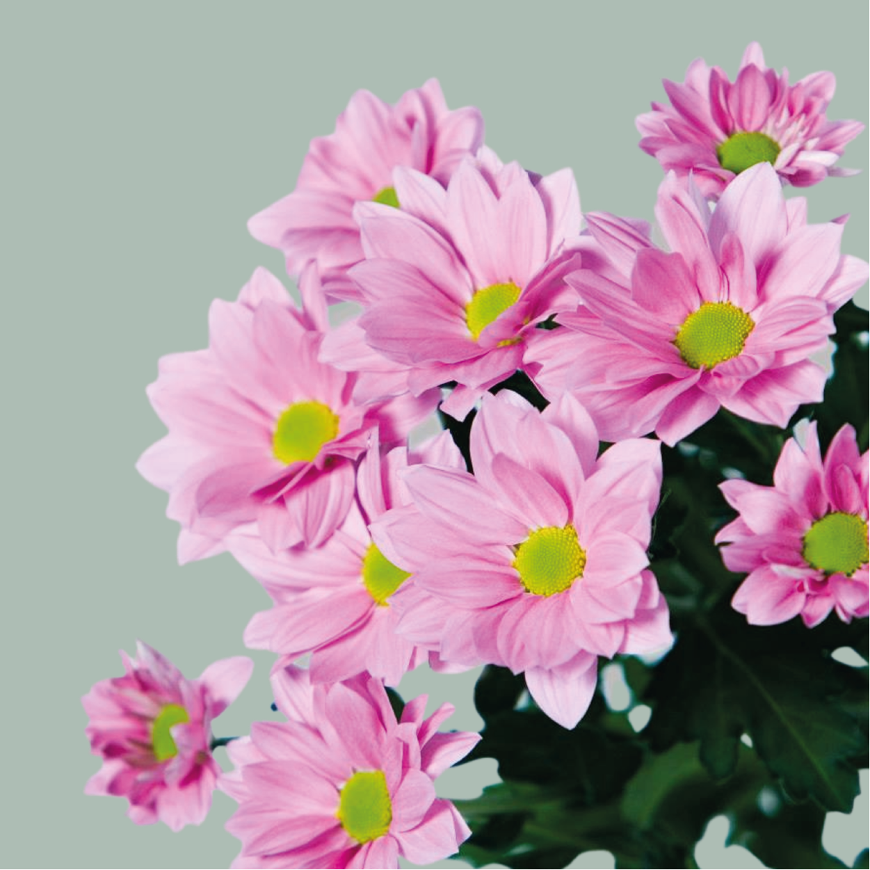 Chrysanthemum Spray Grand Pink