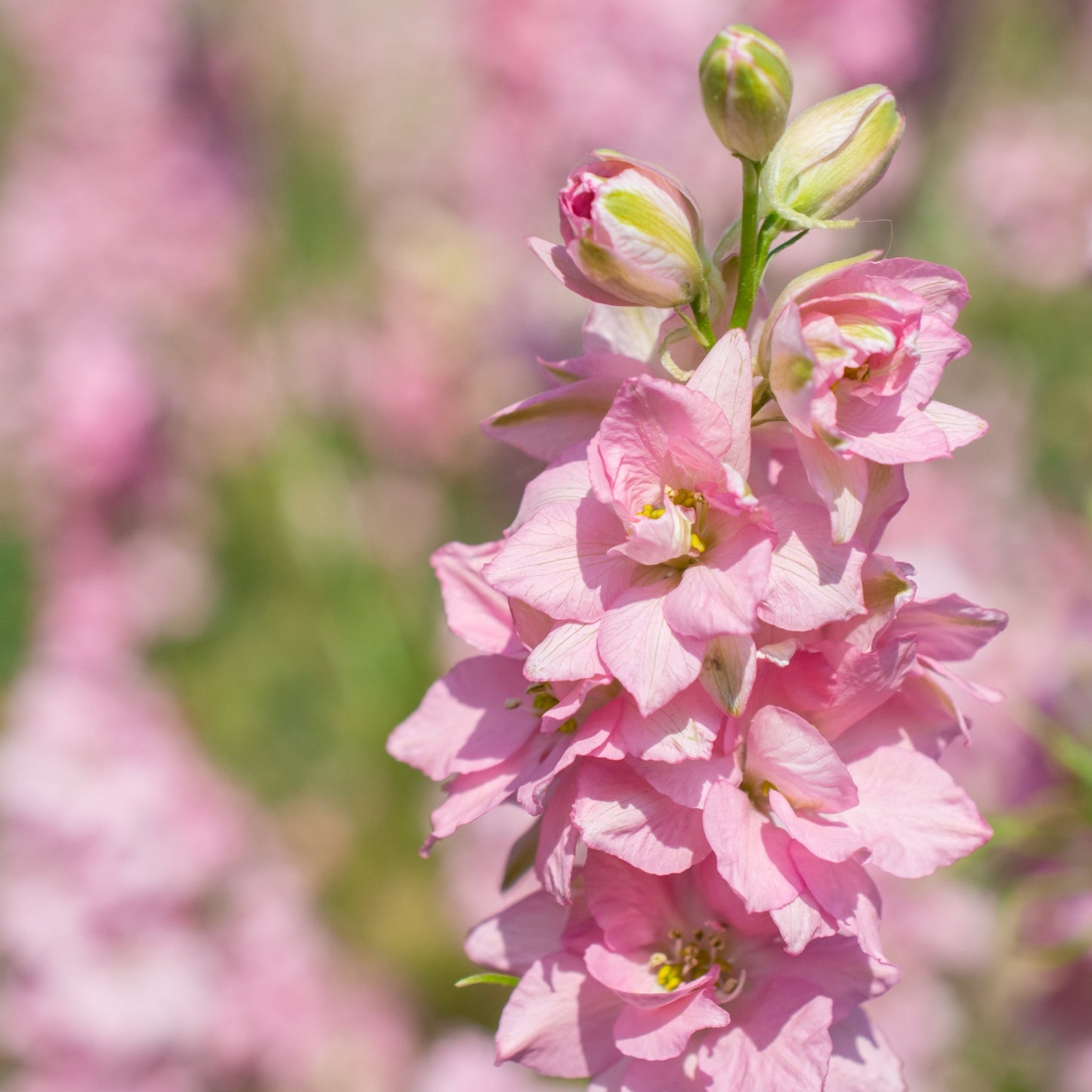 Delphinium Cherry Blossom White Bee  3L