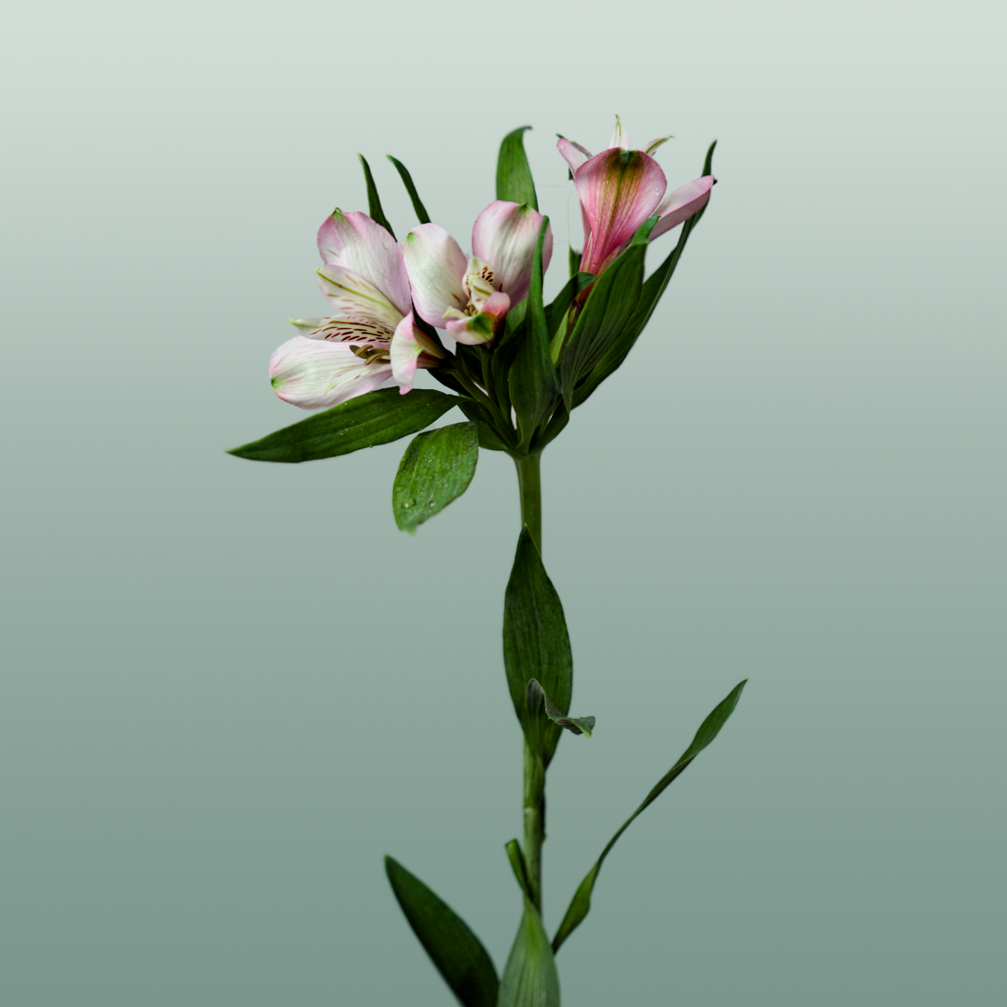 Alstroemeria Elegance