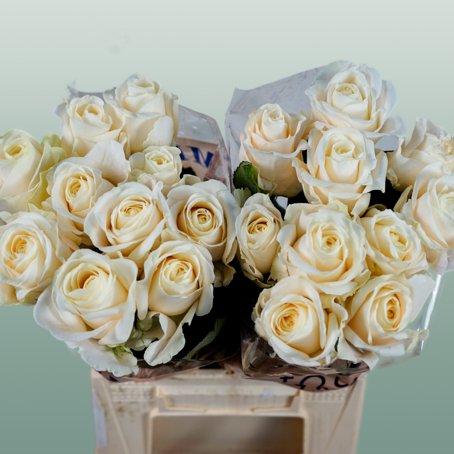 Rose - Rosa - Four Seasons+
