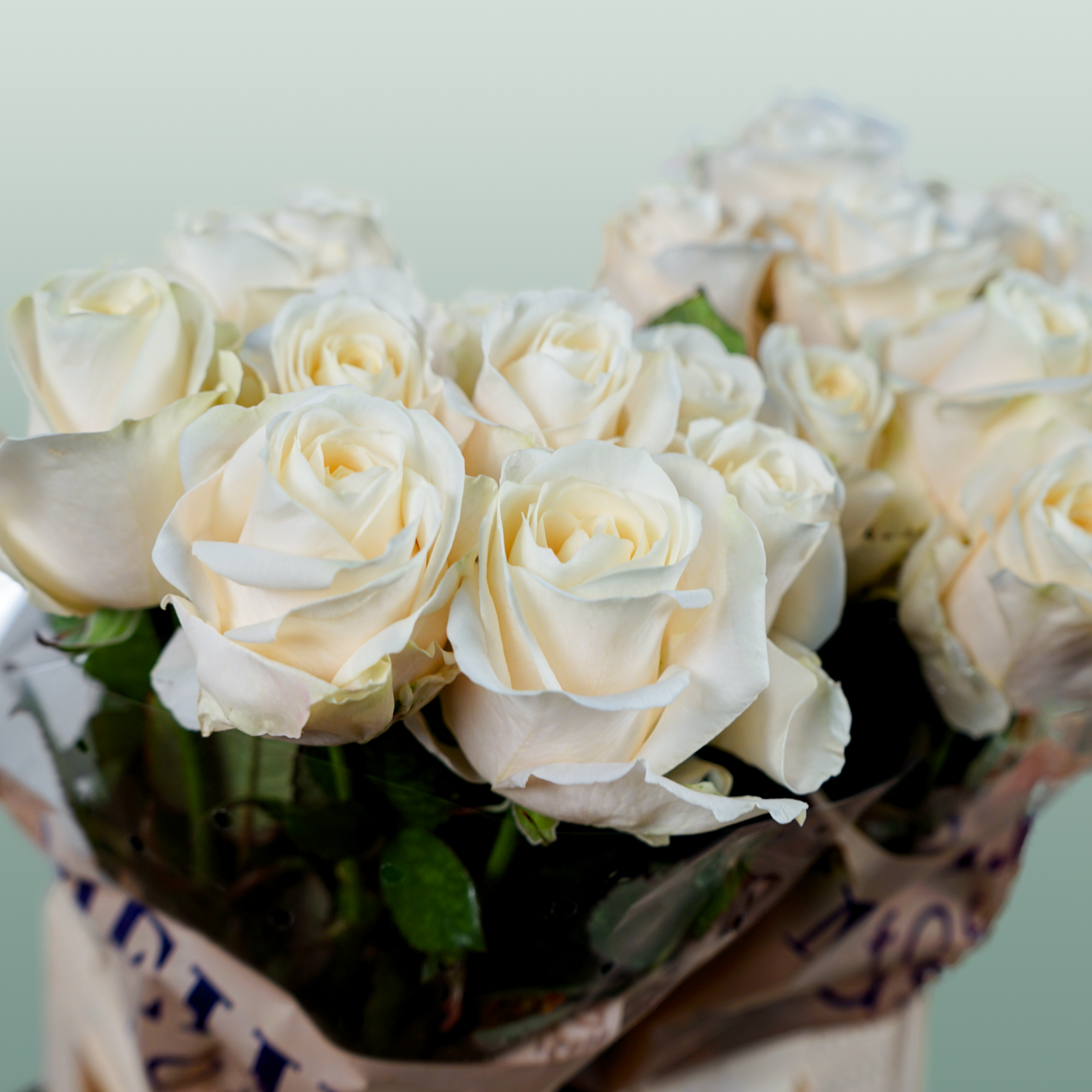 Rose - Rosa - Four Seasons+