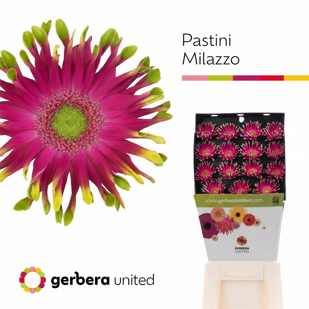 Gerbera Large Pasta Milazzo