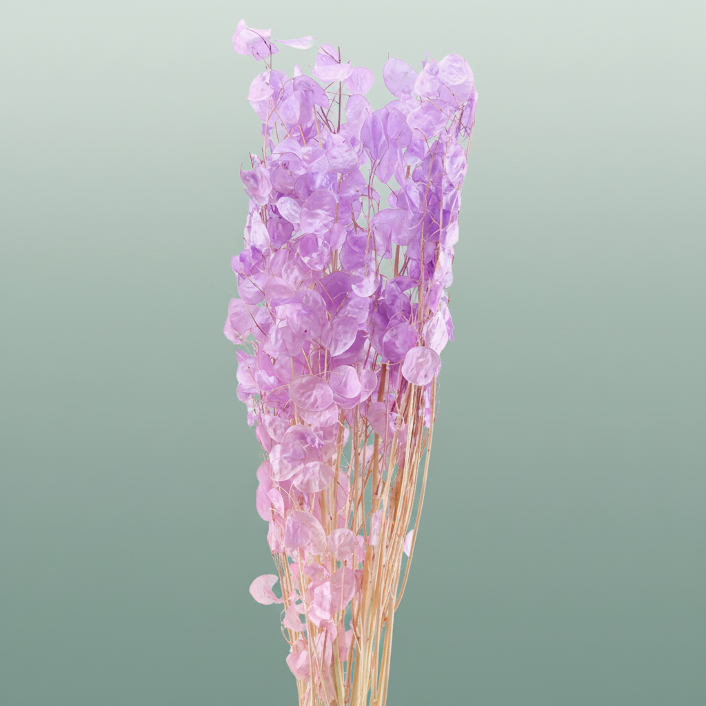 Dried Lunaria Milka