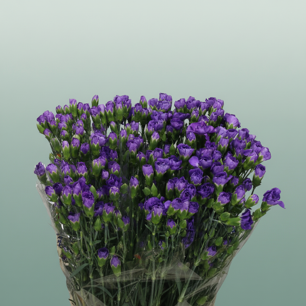 Spray Carnation - Dianthus - Florigene Moonberry