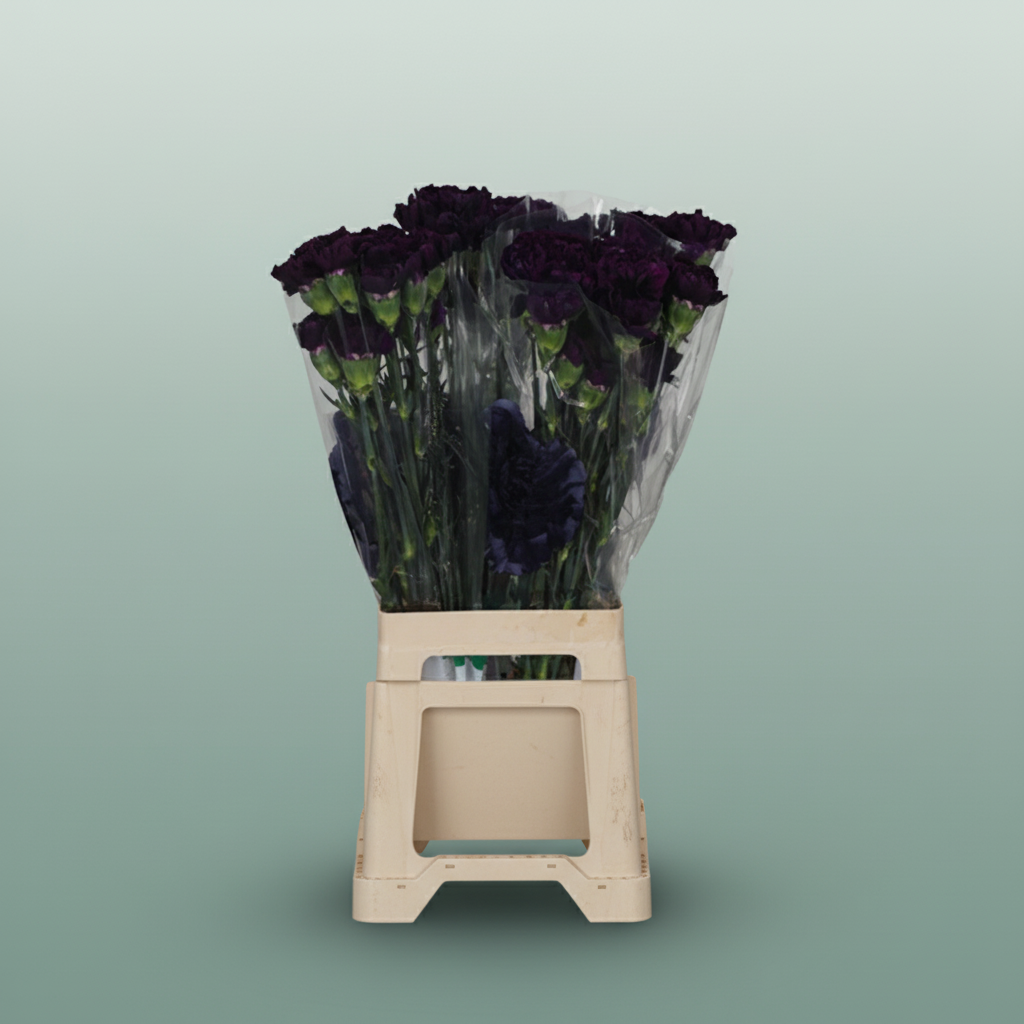 Spray Carnation - Dianthus - Imre