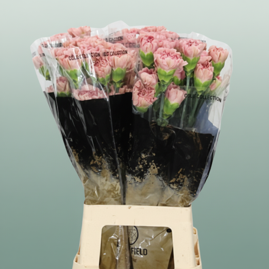 Carnation - Dianthus - Lege Pink