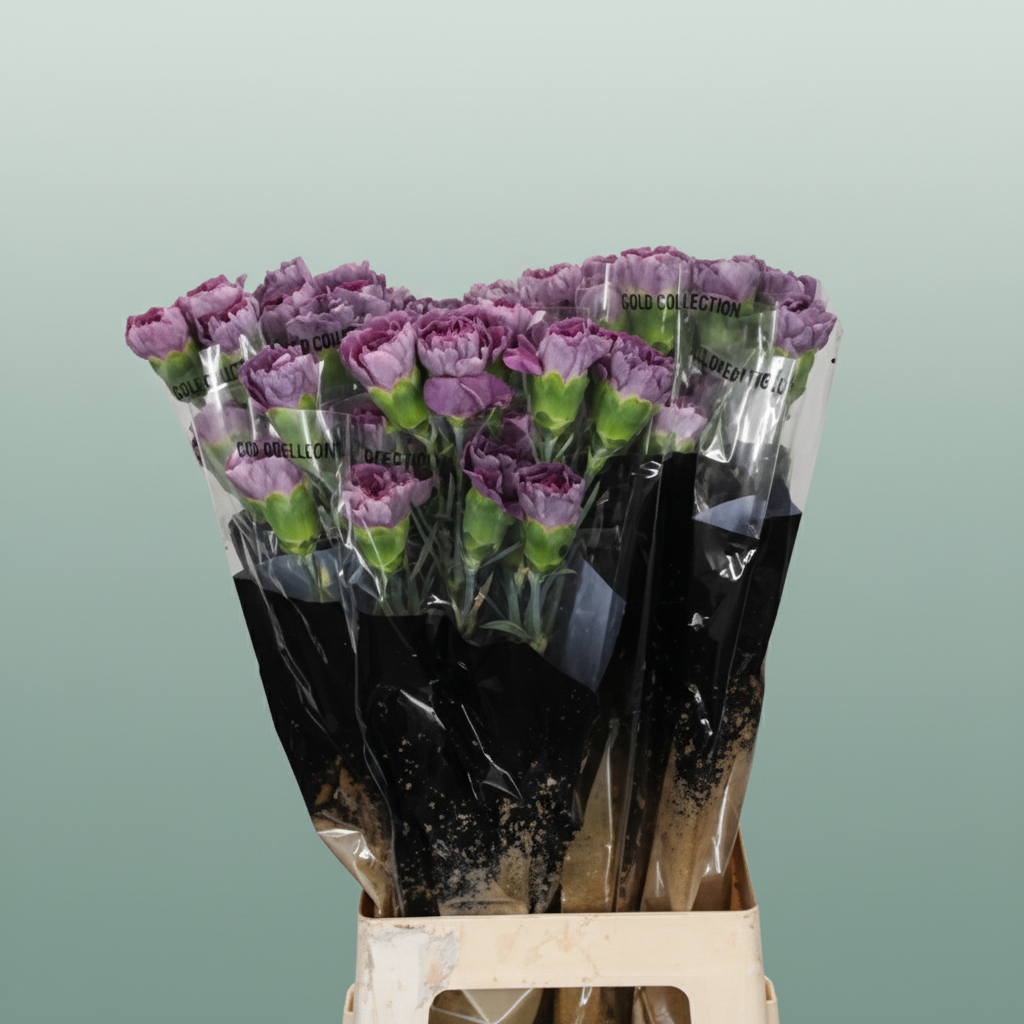 Standard Carnation - Dianthus - Hypnosis