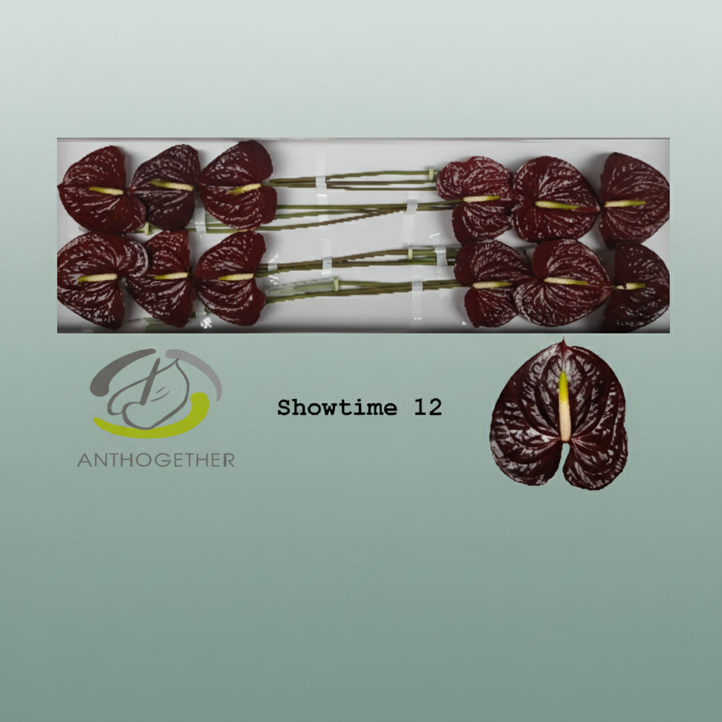 Brown Anthurium ‘Anthiqdap’ – 40cm Stems