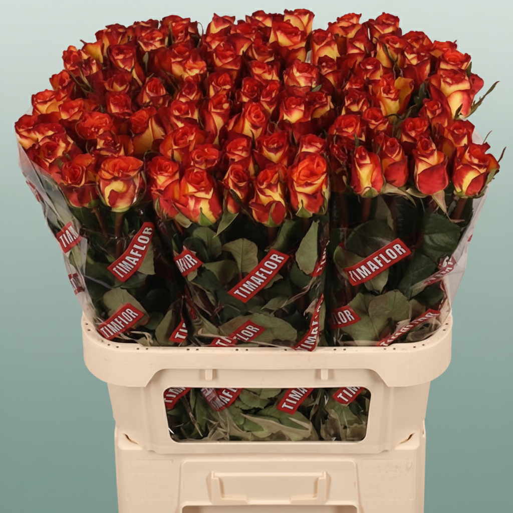 Rose - Rosa - High & Magic