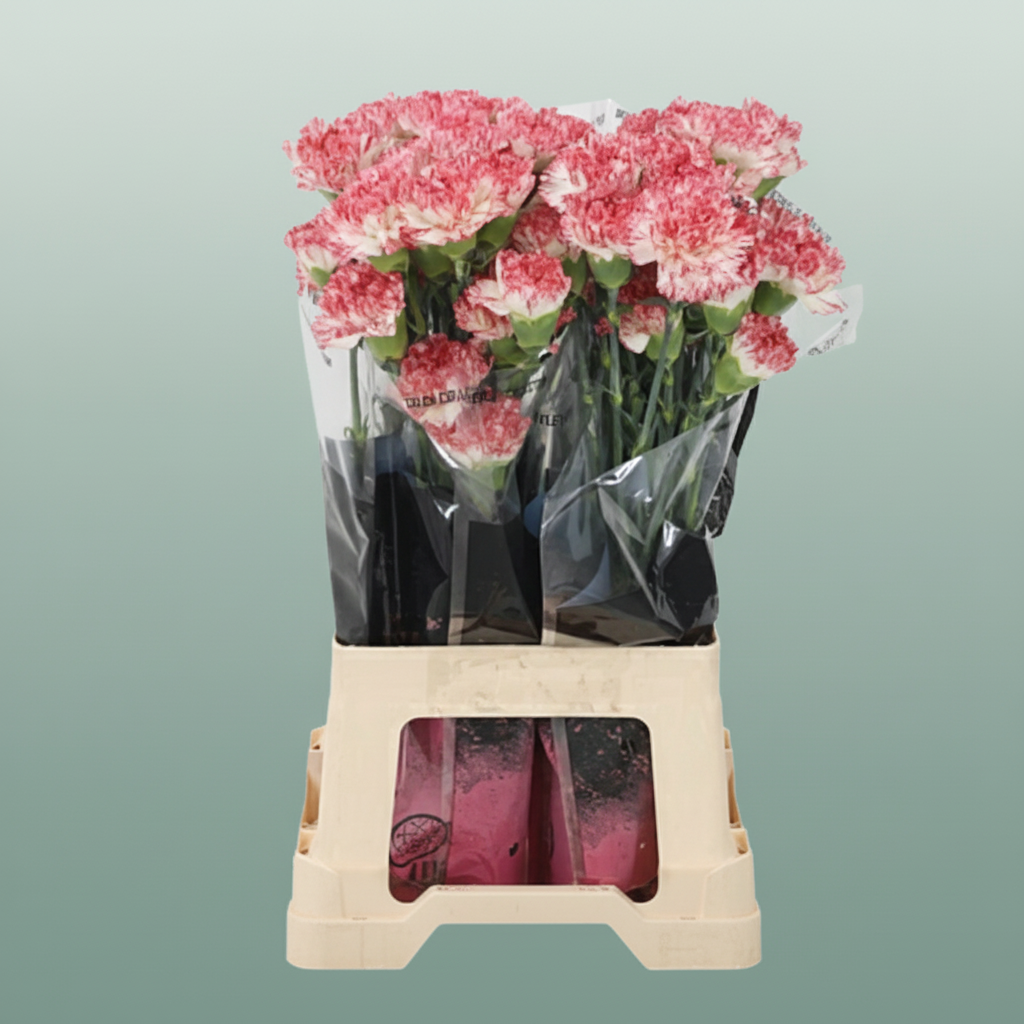 Carnation - Dianthus - Montoya