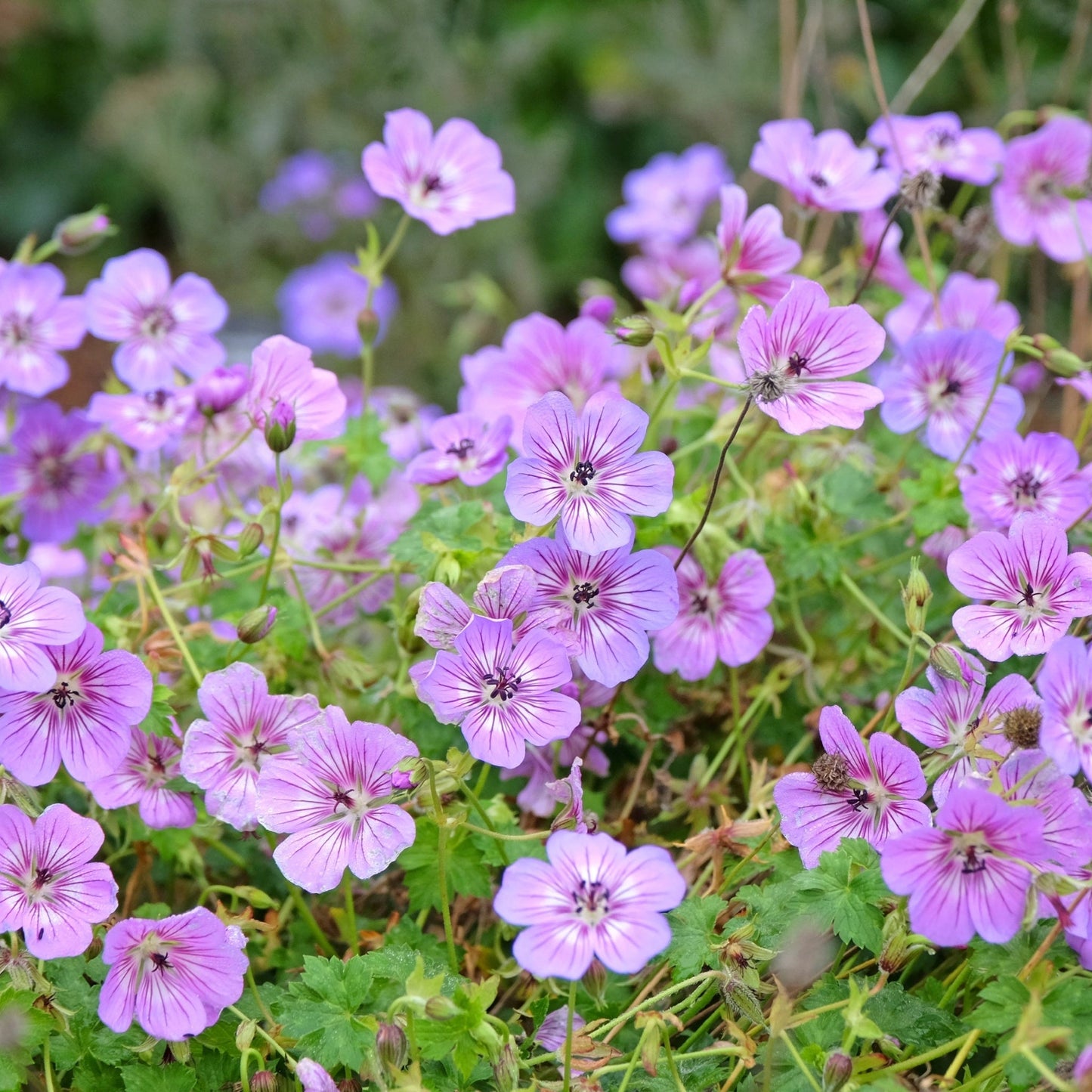 Geranium 'Dusky Crug' 2L