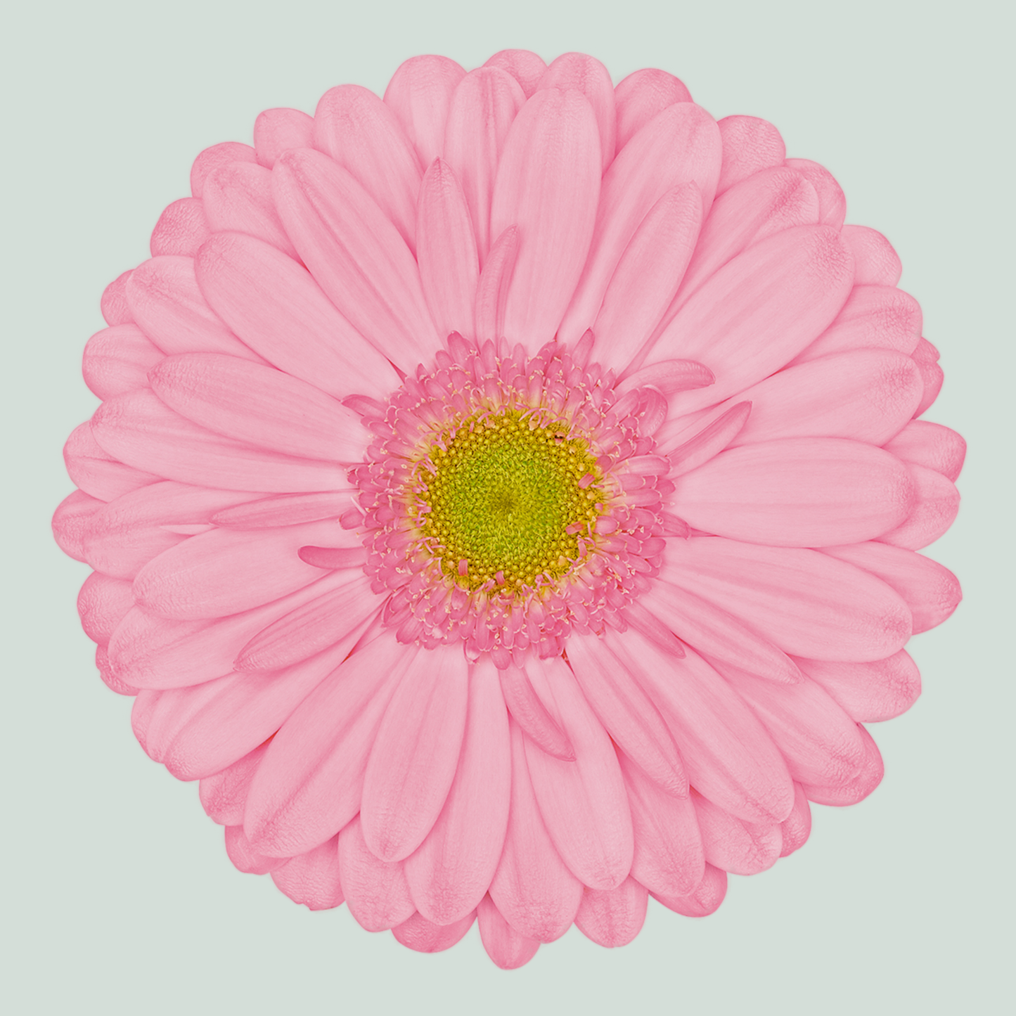 Gerbera Evi (15 Stems)