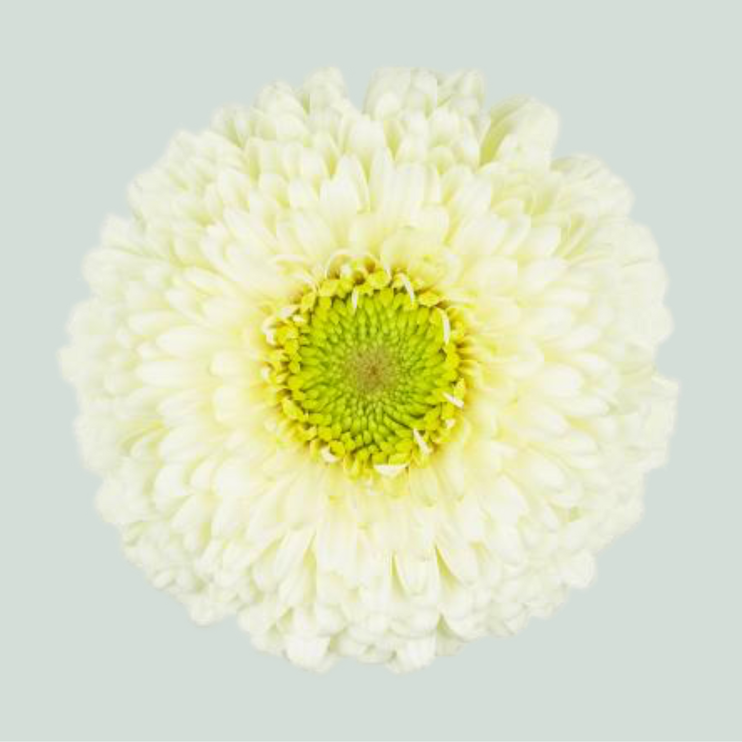 Germini Gerponi Blanco