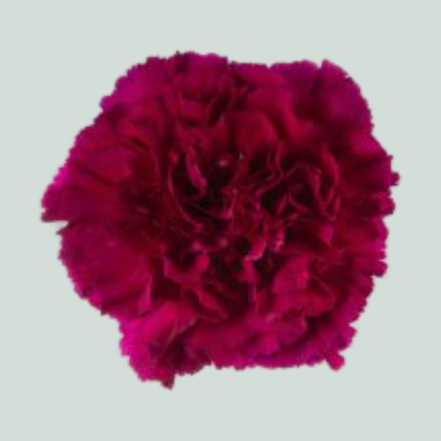 Standard Carnation - Dianthus - Golem