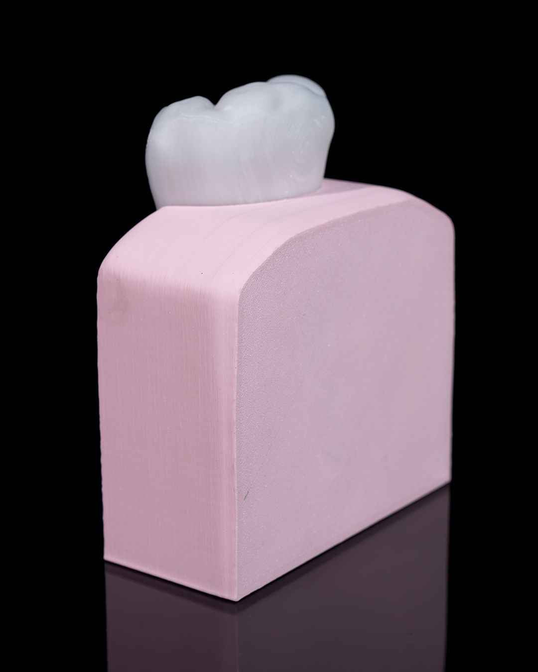 Healthy Premolar Tooth educational model
