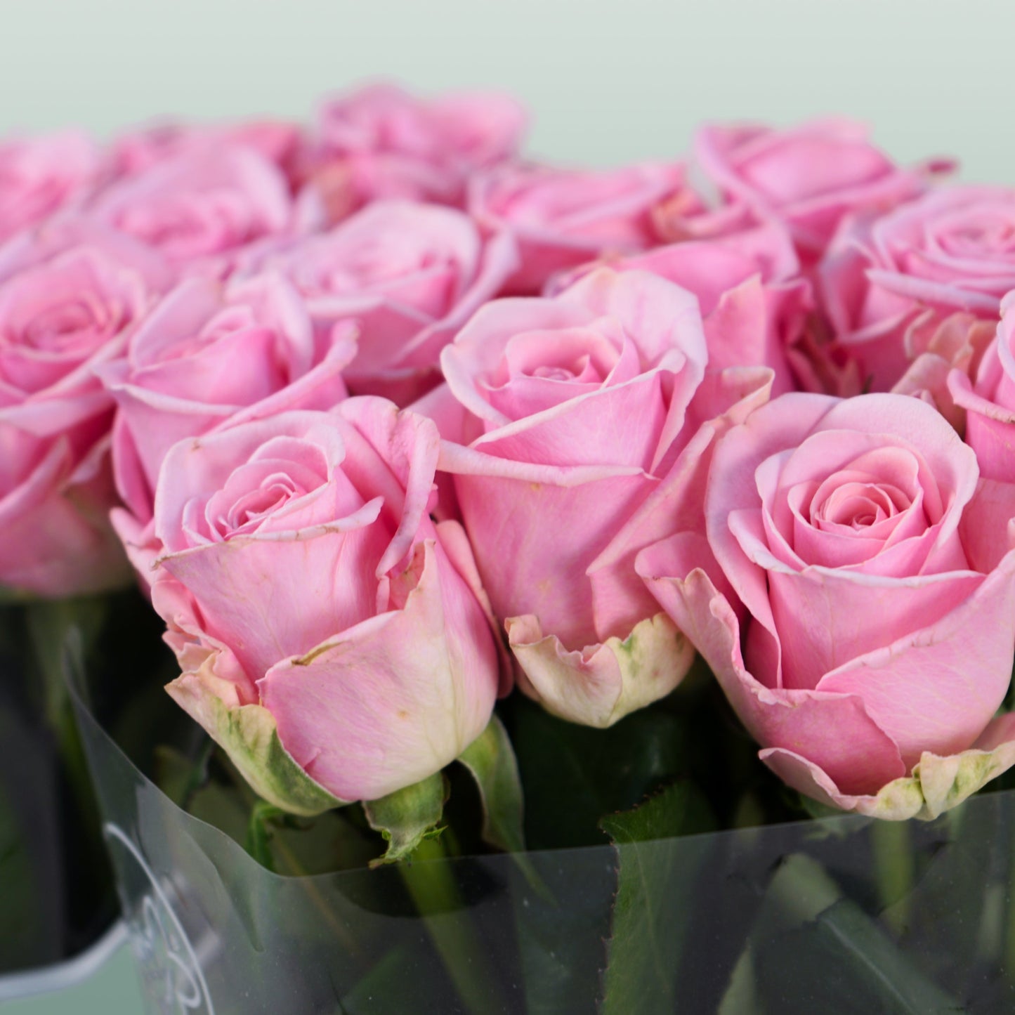 Rose - Rosa - Heaven