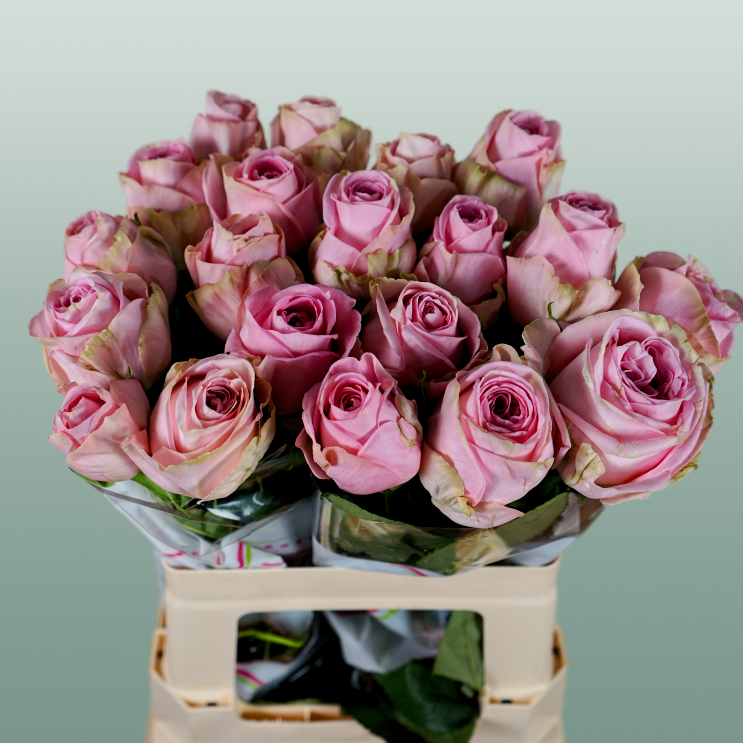 Rose - Rosa - Heidi