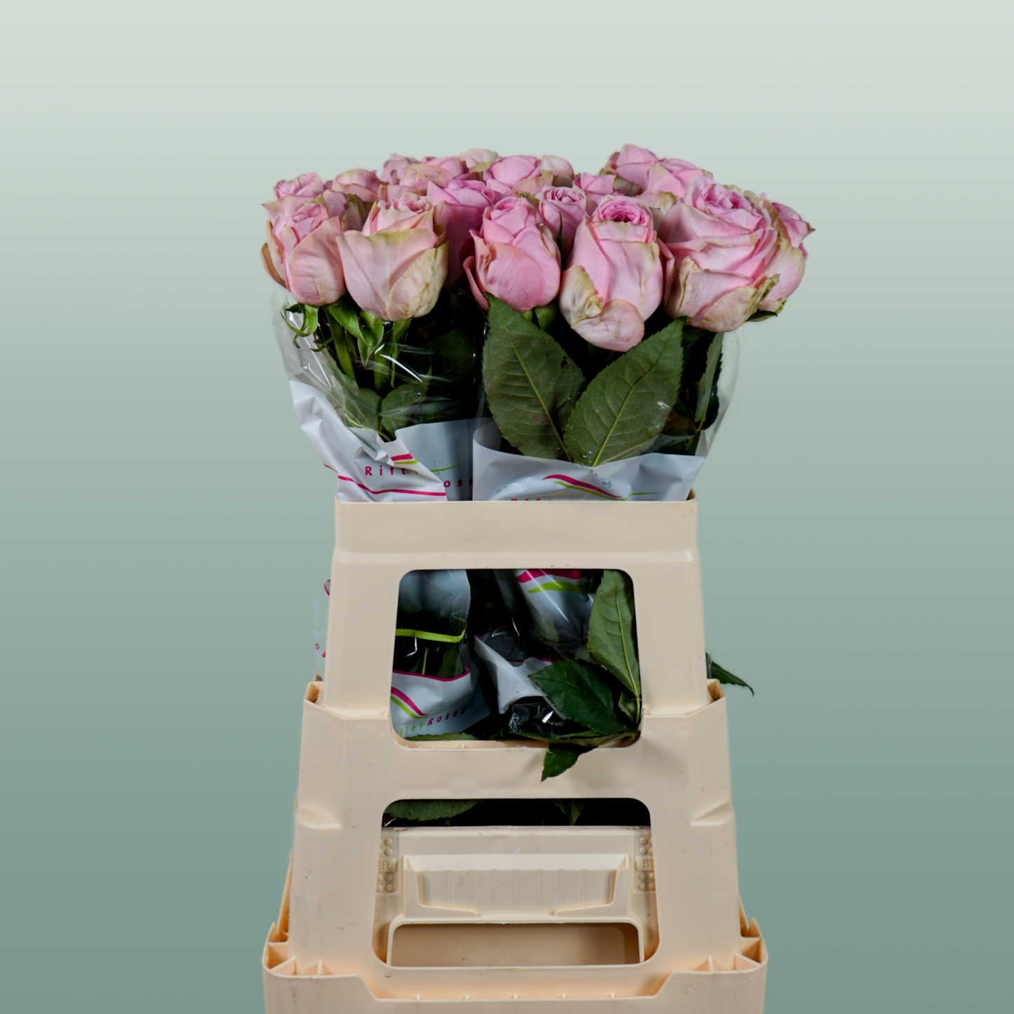 Rose - Rosa - Heidi