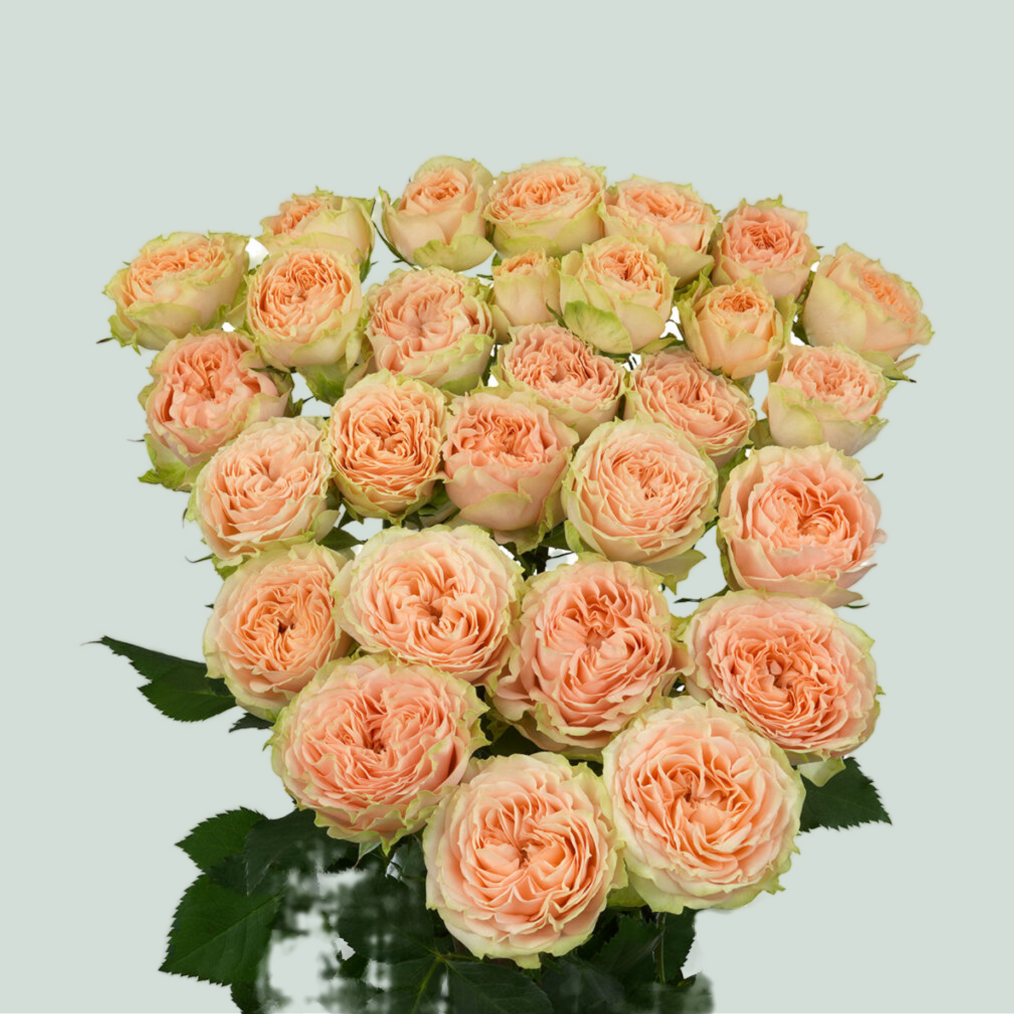 Spray Rose - Rosa - Holly