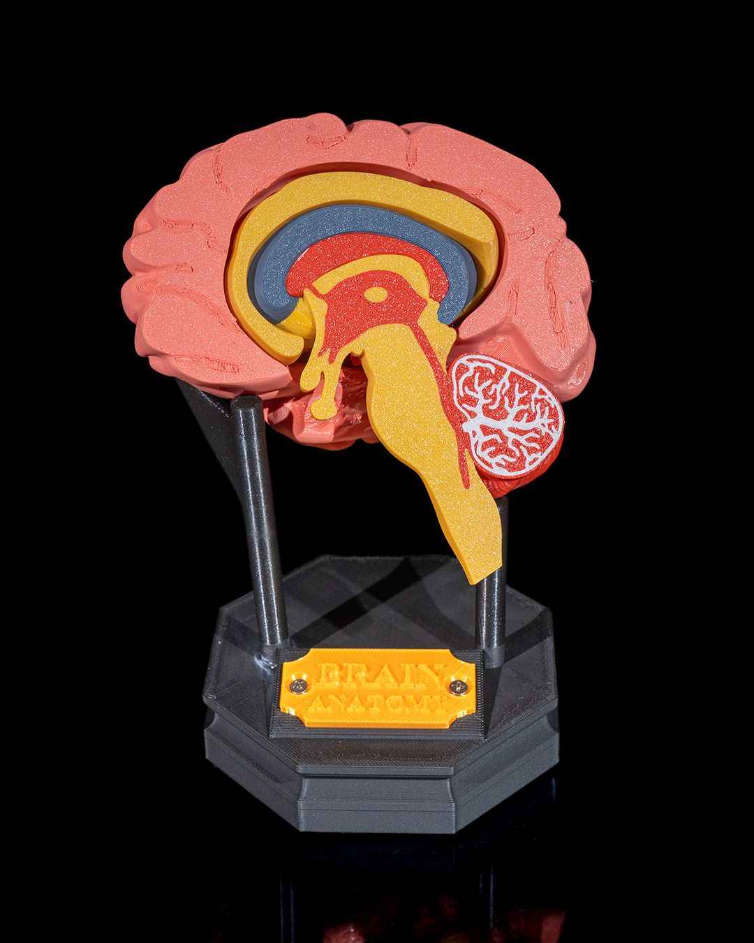 Human Brain educational model