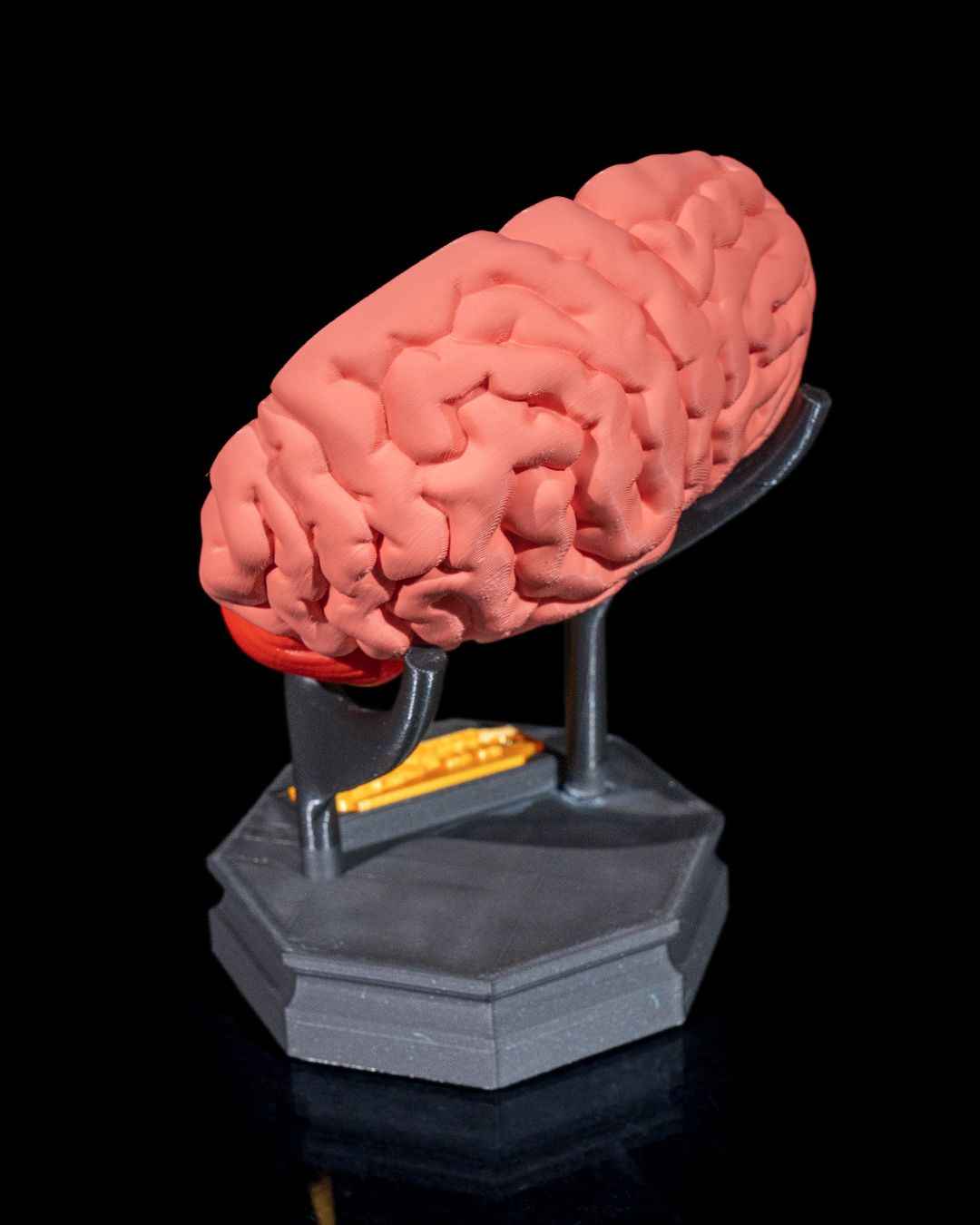 Human Brain educational model