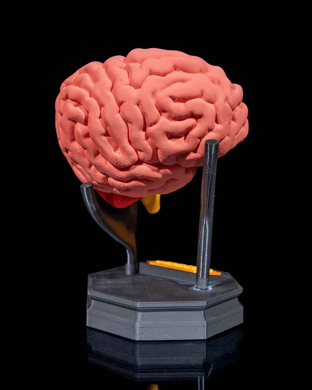 Human Brain educational model