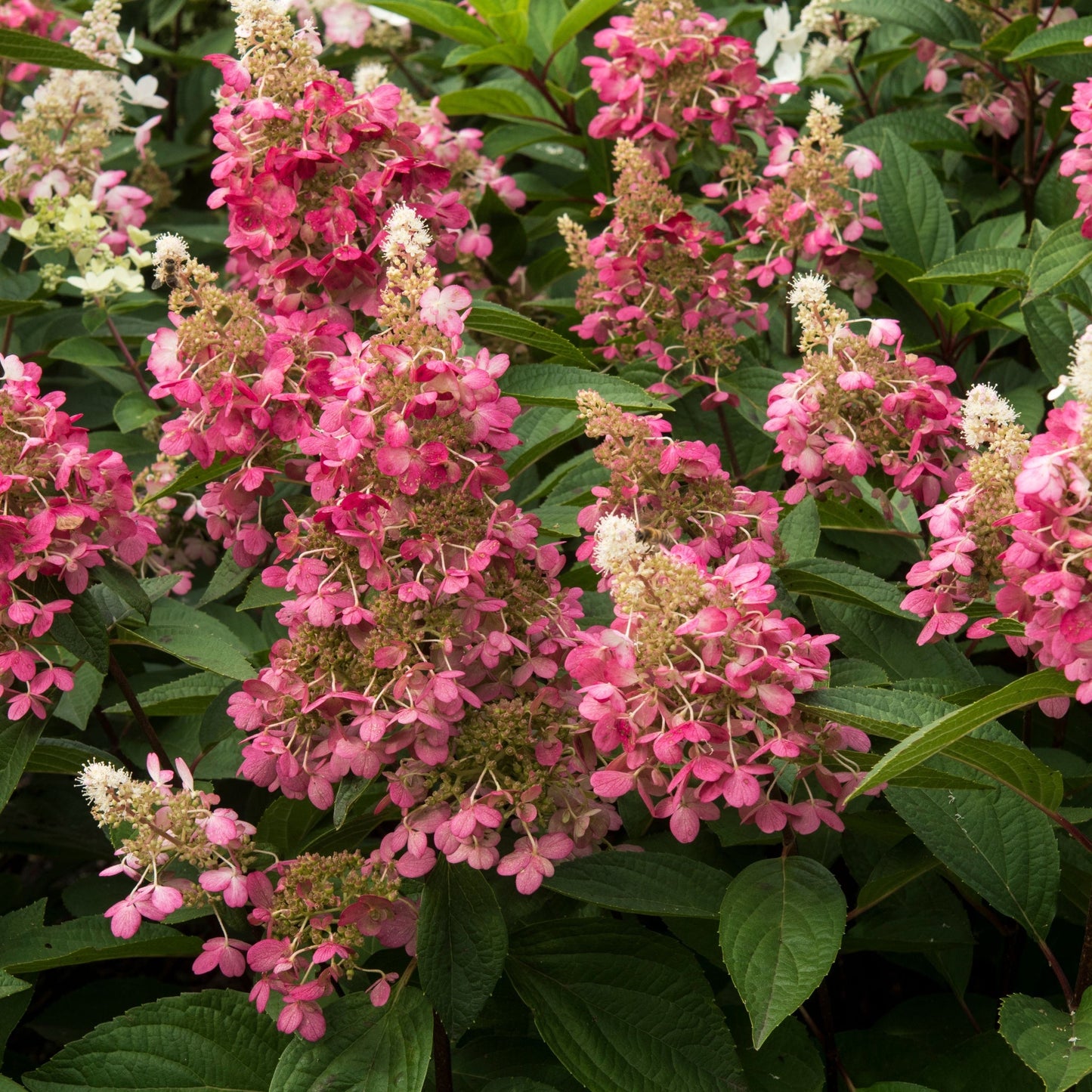Patio Hydrangea paniculata 'Candlelight€™ Tree 5L 120-130cm