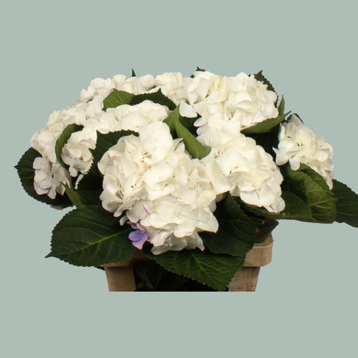 Hydrangea - Schneeball